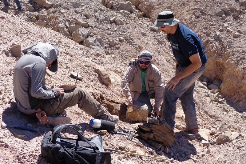 Arheologii au descoperit un „cimitir” de pterozauri in Chile, Foto: AFP / AFP / Profimedia