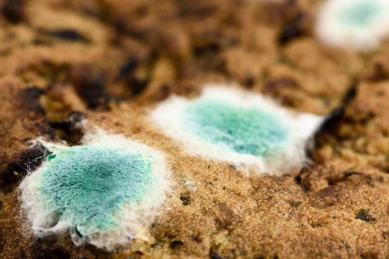 Penicillium notatum, Foto: Profimedia Images