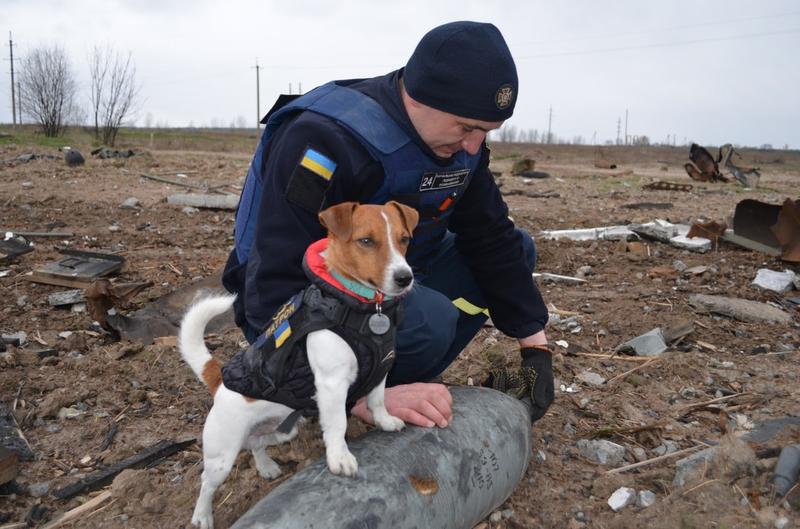 Patron, câinele-erou care i-a ajutat pe ucraineni să găsească sute de mine lăsate în urmă de ruși, Foto: State Emergency Service of Ukraine/Cover Images/INSTARimages.com / INSTAR Images / Profimedia