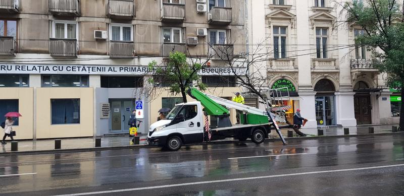 Copac căzut în fața Primăriei Capitalei 2, Foto: Hotnews