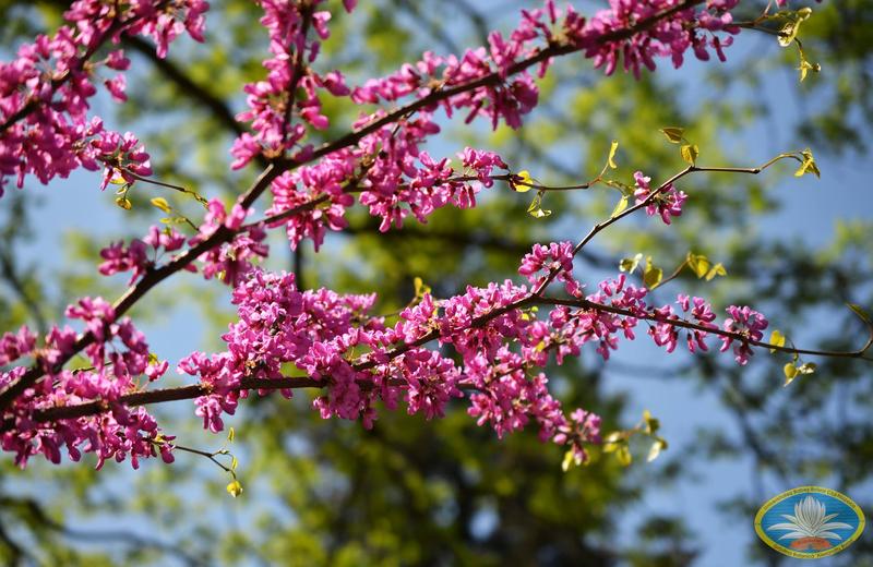 Primăvară, pomi infloriti, Foto: Gradina Botanica din Cluj-Napoca