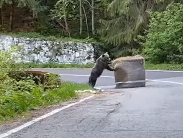 Urs la Raliul Argeșului, Foto: Captura YouTube