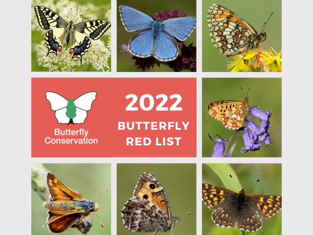 Specii de fluturi ameninţate cu dispariţia în Marea Britanie, Foto: butterfly-conservation.org