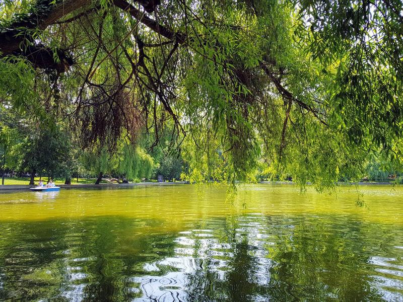 Peisaj de inceput de iunie, Foto: Vlad Barza / HotNews.ro