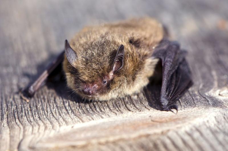 Liliac din specia Pipistrellus nathusii, Foto: Alisbalb, Dreamstime.com