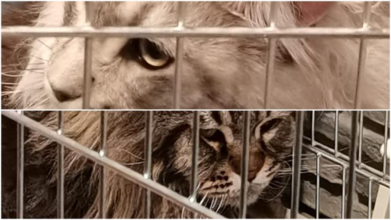 SofistiCat salon felin, Foto: Perspektiva