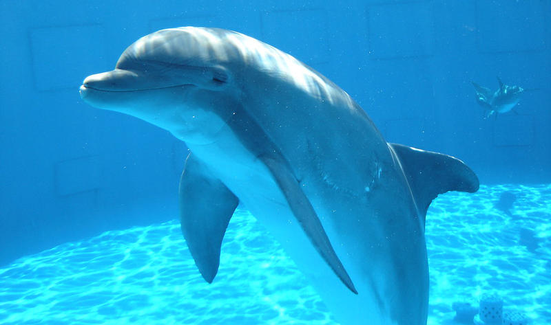 Delfin, Foto: Flickr