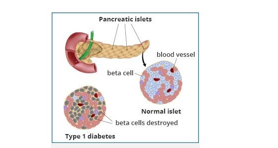 Insulele pancreatice, Foto: niddk.nih.gov