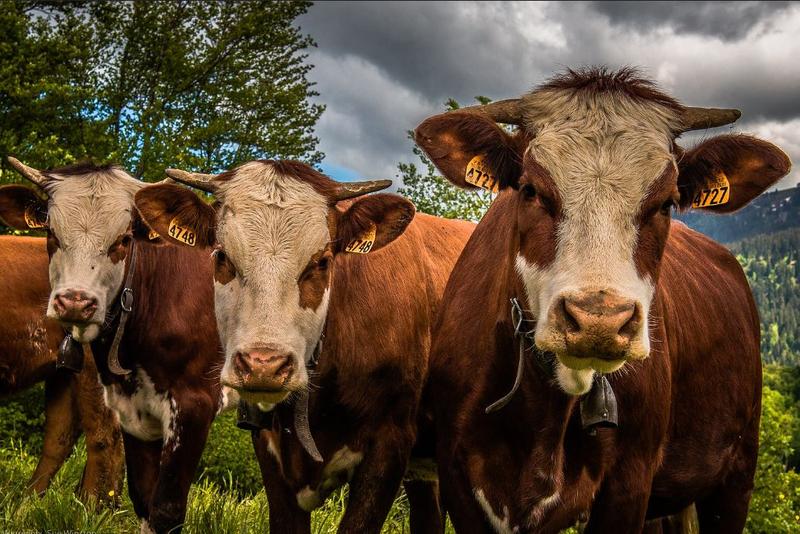 Vaci, Foto: Flickr - Winniepix