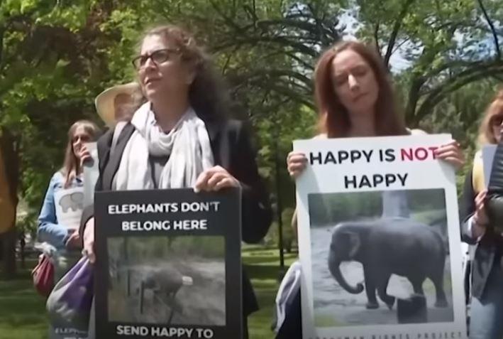 Proteste pentru elefantul Happy, Foto: captura tv