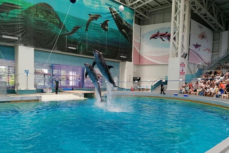 La Delfinariul din Constanța, Foto: Facebook/ Delfinariu Constanta