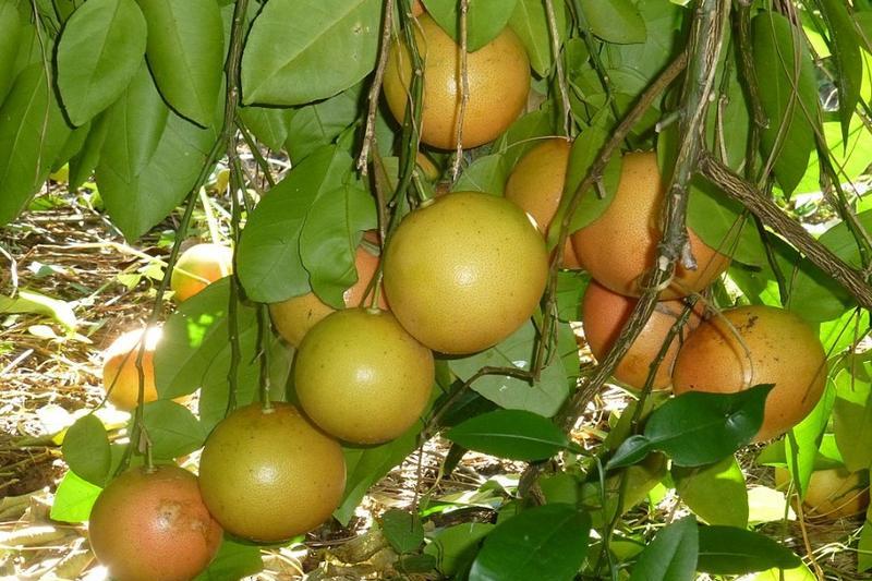 „Grape”fruit, deoarece crește în ciorchini, Foto: Wikipedia