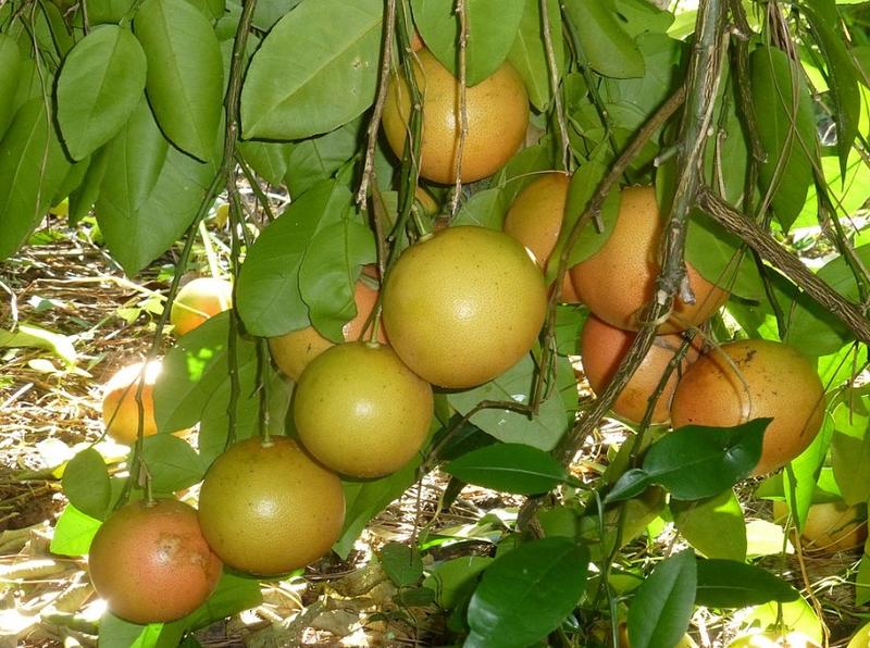 „Grape”fruit, deoarece crește în ciorchini, Foto: Wikipedia