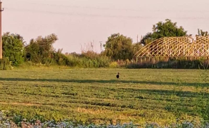 Barza neagra la Romanesti, Foto: Agentia pentru Protectia Mediului Prahova