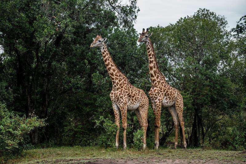 Girafe, Foto: NICOLAS NICOLAS MESSYASZ / Sipa Press / Profimedia