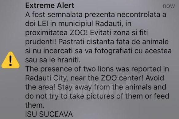 Lei fugiti de la Zoo în Rădăuți, Foto: ISU Suceava