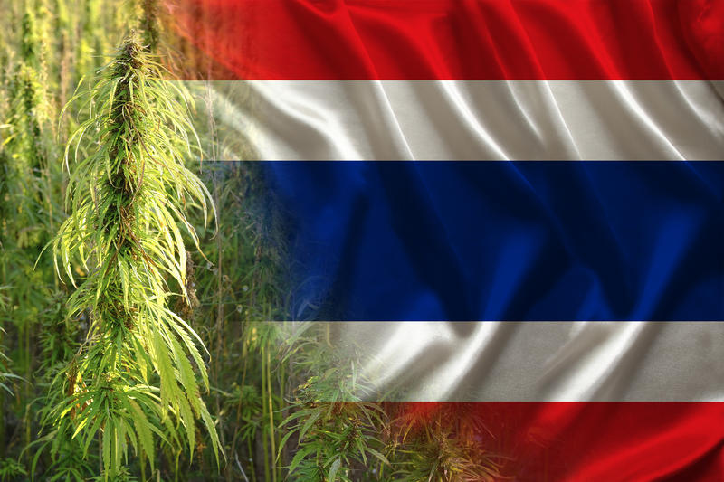 Marijuana a devenit legală în Thailanda, Foto: DreamsTime