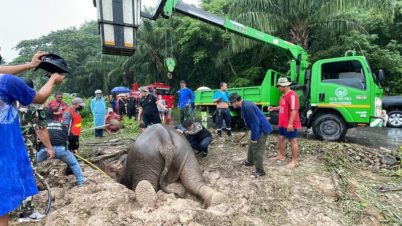 Salvare dramatica a unui elefant în Thailanda, Foto: Viral Press / Viral Press / Profimedia