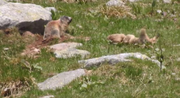 Marmote la joaca, Foto: Romsilva