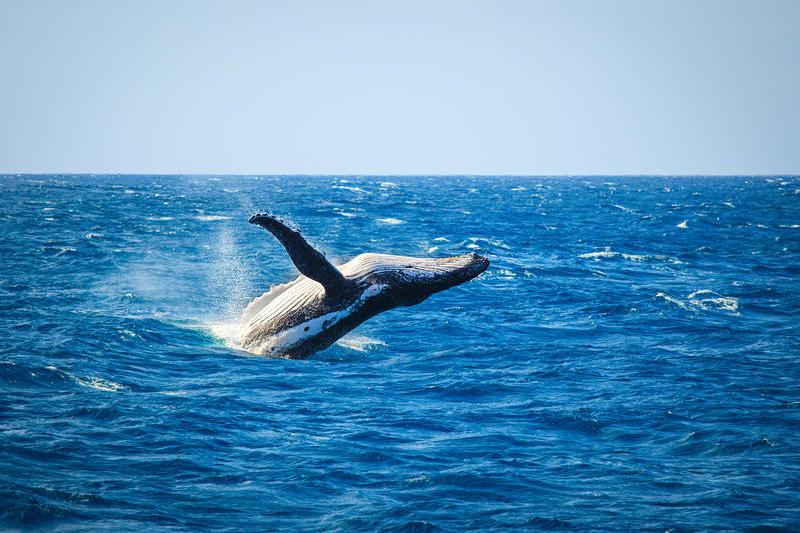 Balenă cu cocoașă, Foto: Dreamstime.com