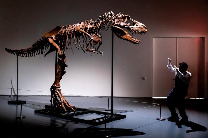 Gorgosaurus, Foto: Julia Nikhinson / AP / Profimedia