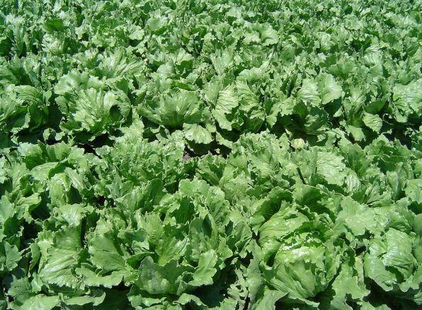 O mare de laptuci în California, Foto: Wikipedia