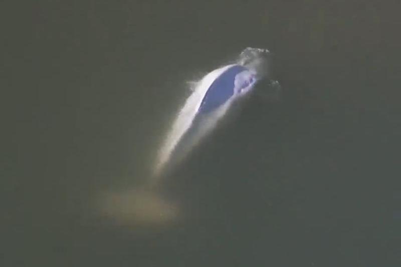 Beluga ratacita in Sena, Foto: Captura video