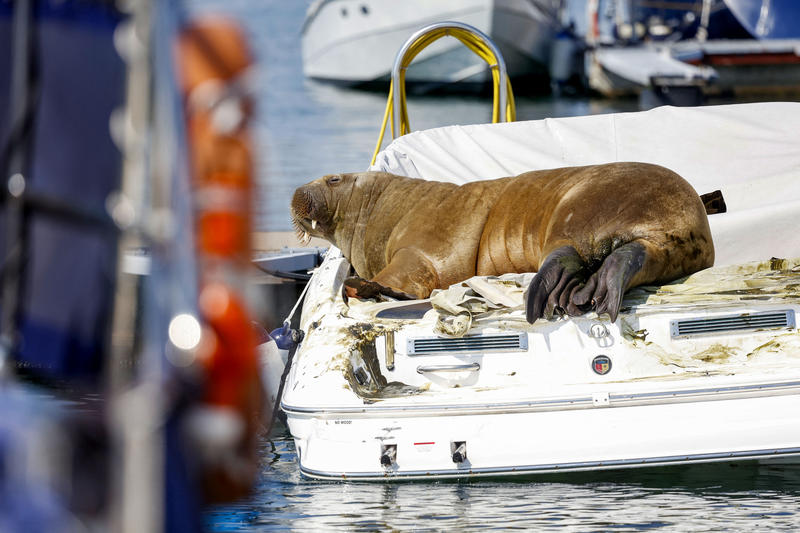 Morsa Freya se odihneşte pe o barcă din fiordul Oslo, Foto: Tor Erik Schrøder / AFP / Profimedia