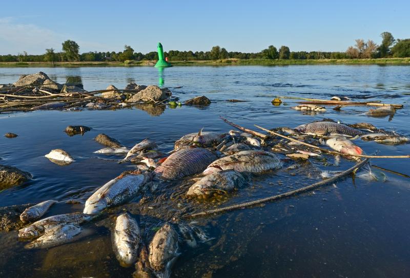 Pești morți plutesc pe fluviul Oder, care traversează Germania şi Polonia (imagine din 2022), Foto: Patrick Pleul / AFP / Profimedia Images