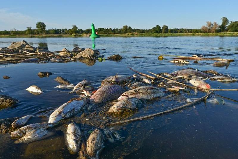 Pești morți plutesc pe fluviul Oder, care traversează Germania şi Polonia (imagine din 2022), Foto: Patrick Pleul / AFP / Profimedia Images