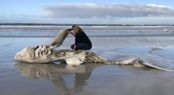 Carcasă, Foto: Hennie Otto/Marine Dynamics/Dyer Island Conservation Trust