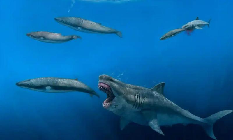 Megalodon, o reprezentare, Foto: J J Giraldo