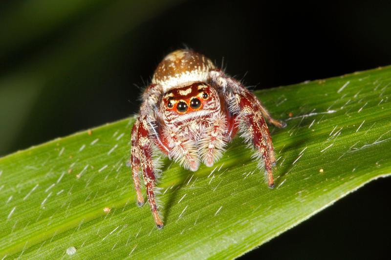 Salticidae sau paianjenii saritori ar putea visa cand dorm, Foto: cbstockfoto / Alamy / Alamy / Profimedia