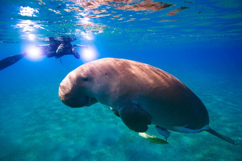 Dugong, Foto: Profimedia Images