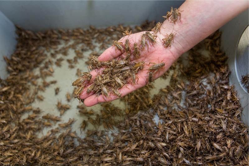 Ferma de greieri comestibili in Olanda, Foto: AP / AP / Profimedia