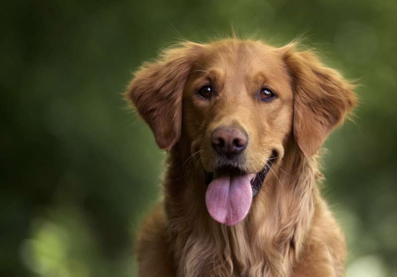 Golden Retriever, Foto: freepik.com