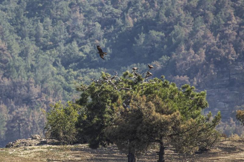 Parcul Naţional Dadia, din Grecia, afectat de un incendiu de pădure, Foto: Nicolas Economou / AFP / Profimedia