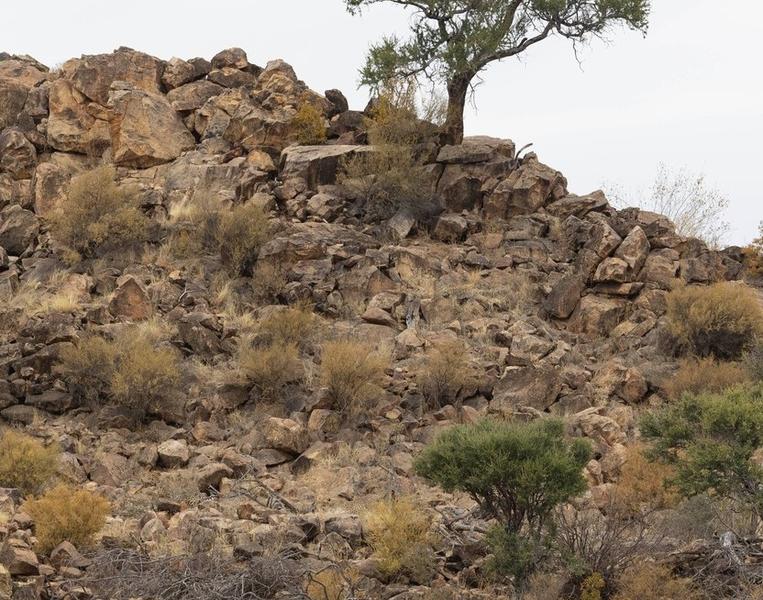 Gheparzi în rezervația Mashatu, din Botswana, Foto: Profimedia Images