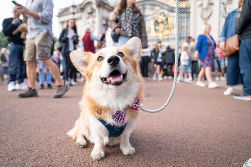 Un câine Corgi în fața palatului Buckingham, Foto: James Manning / PA Images / Profimedia