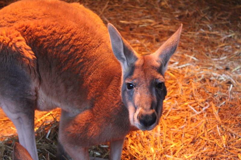 Cangur, Foto: © Agnese Peretto | Dreamstime.com