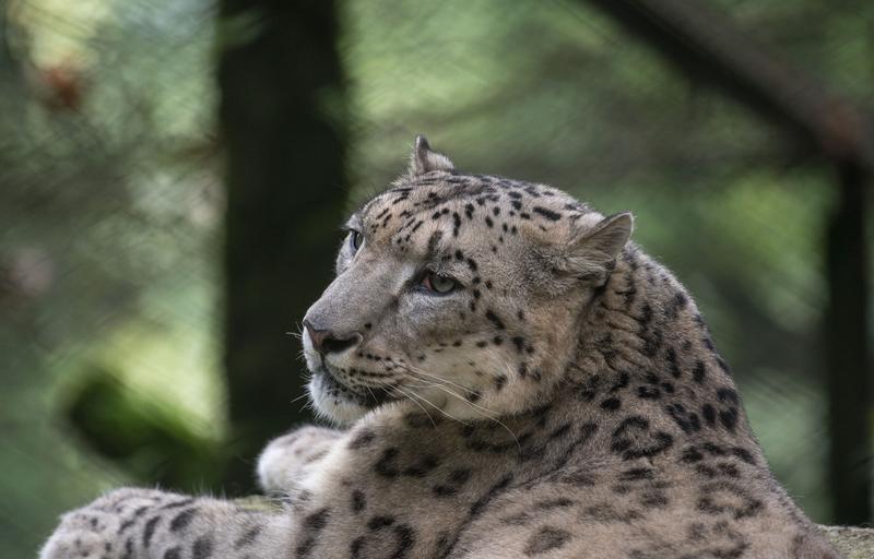Un leopard terorizează locuitorii unui oraș din sudul Indiei, Foto: Soumyabrata Roy/NurPhoto / Shutterstock Editorial / Profimedia
