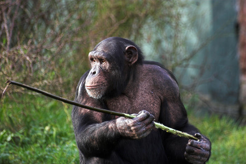 cimpanzeu, Foto: Norma Cornes | Dreamstime.com