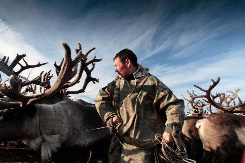 Un crescator de reni al nenetilor din Siberia, Foto: Steve Morgan / Alamy / Profimedia Images