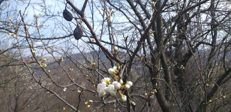 Inceput de primavara, Foto: Hotnews / Clarice Dinu