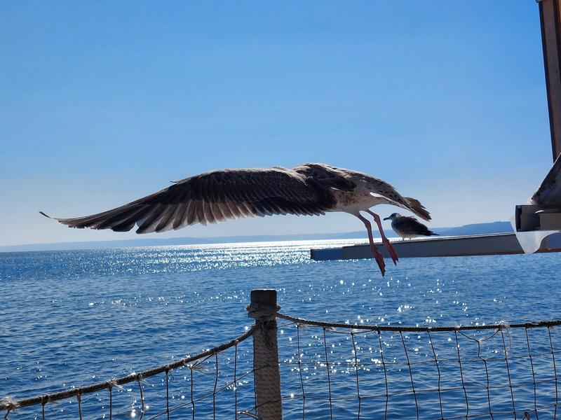 Pescarusi Marea Neagra, Foto: Hotnews / Clarice Dinu