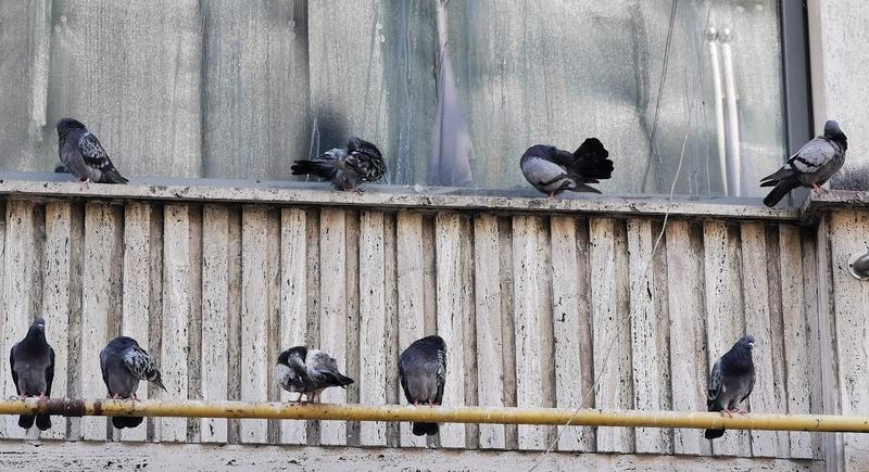 Porumbei, Foto: Adrian Ilincescu/ HotNews.ro