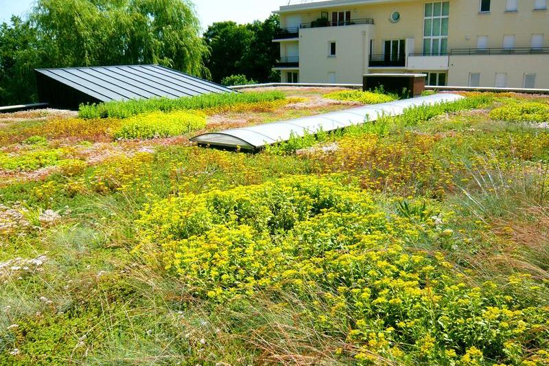 BMI Icopal: Acoperișurile verzi, un pas major pe care constructorii îl pot face spre un viitor sustenabil, Foto: BMI România