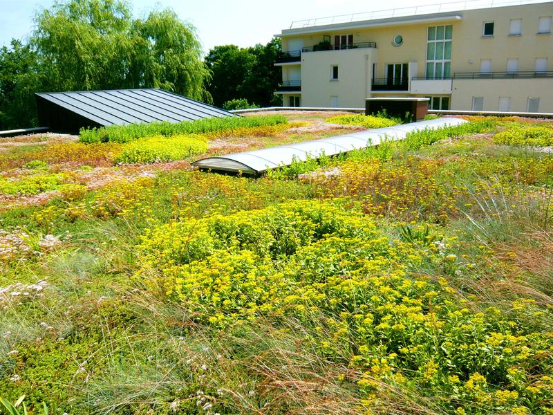 BMI Icopal: Acoperișurile verzi, un pas major pe care constructorii îl pot face spre un viitor sustenabil, Foto: BMI România