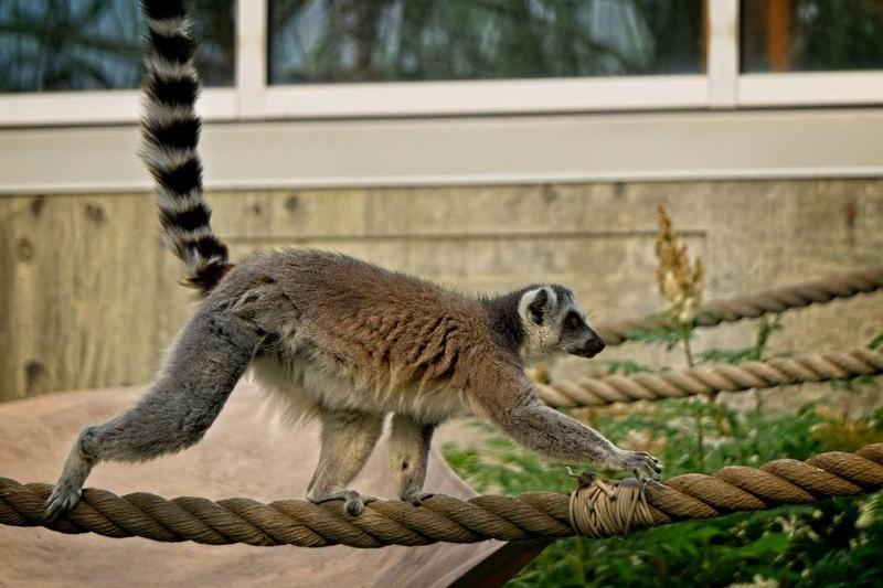 Lemur cu coadă inelată, Foto: Dave Pattinson / Alamy / Alamy / Profimedia