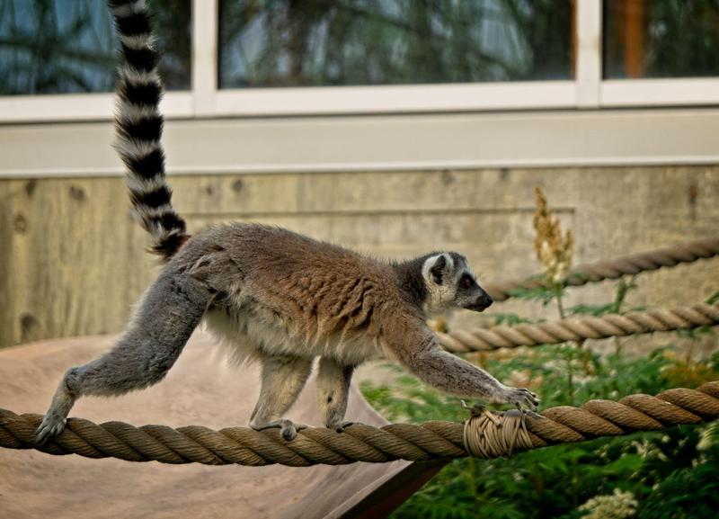 Lemur cu coadă inelată, Foto: Dave Pattinson / Alamy / Alamy / Profimedia